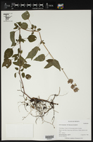 Salvia hyptoides image