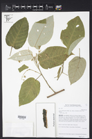 Croton billbergianus subsp. pyramidalis image