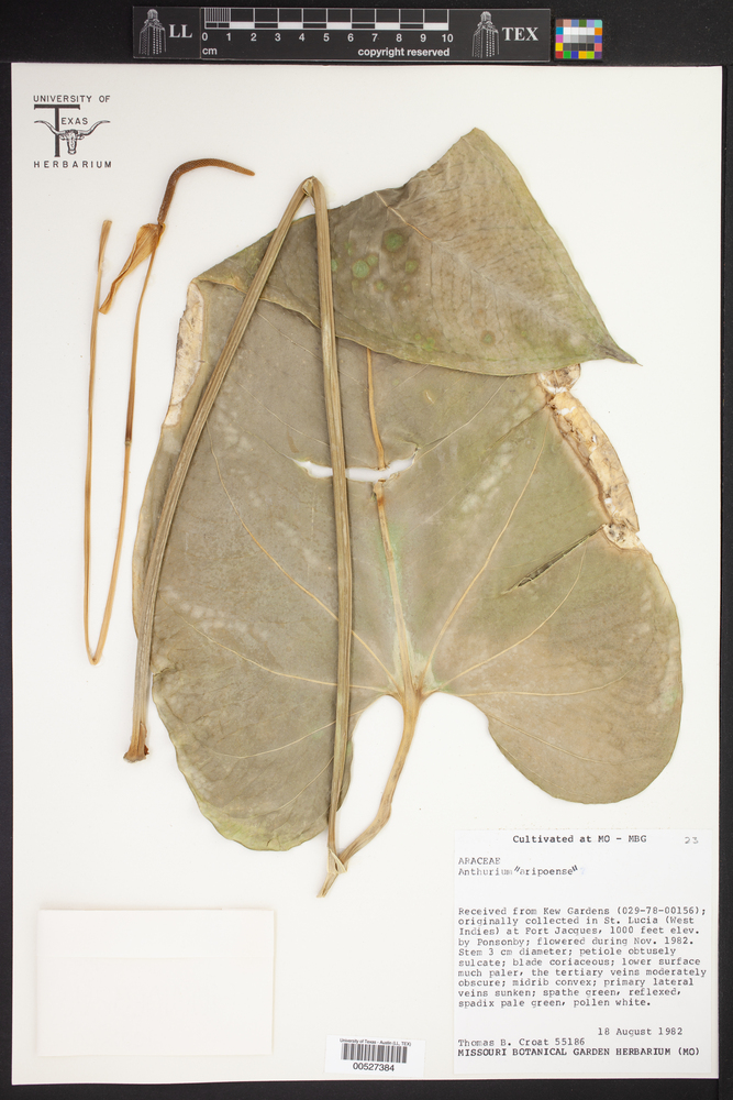 Anthurium aripoense image