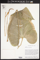 Image of Anthurium aripoense