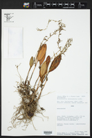 Anathallis sclerophylla image