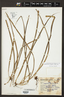 Campyloneurum ensifolium image