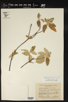 Bernardia lagunensis image