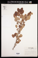 Phyllanthus subcarnosus image