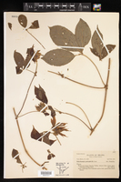 Dalechampia pentaphylla image