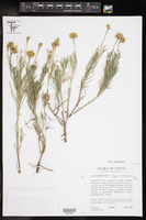 Clappia suaedifolia image