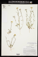 Physaria gordonii image