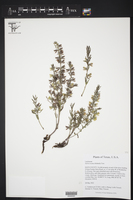 Salvia texana image