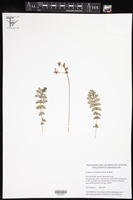 Image of Erodium carvifolium