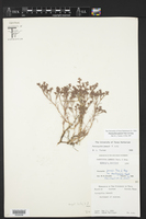 Paronychia jamesii image