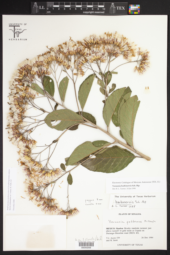 Vernonia barbinervis image
