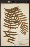 Alsophila sternbergii image
