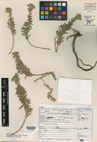 Euphorbia pinkavana image