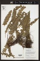 Image of Lindsaea elatior