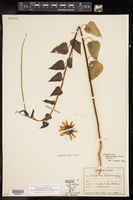 Helianthus debilis var. cucumerifolius image