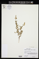 Hebecarpa ovatifolia image