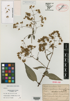 Critonia conzattii image