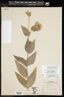 Silphium integrifolium var. asperrimum image