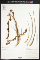 Hechtia bracteata image