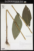 Rudbeckia scabrifolia image