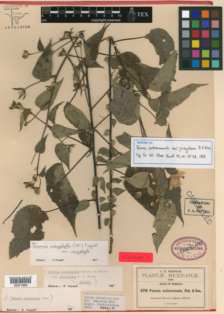 Pavonia oxyphylla image