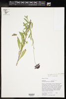 Gaillardia aestivalis var. austrotexana image