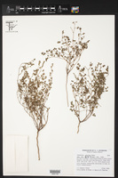 Chamaesyce petrina image