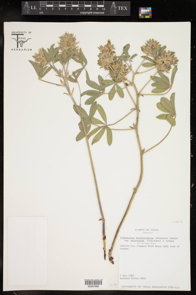 Pediomelum latestipulatum var. appressum image