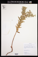 Euphorbia papillosa image