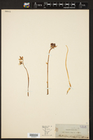 Epipogium aphyllum image