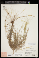 Digitaria pubiflora image