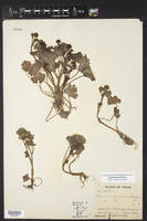 Ranunculus muricatus image