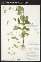 Brickellia laxiflora image