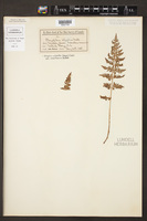 Athyrium alpestre var. americanum image