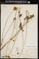Coreopsis intermedia image