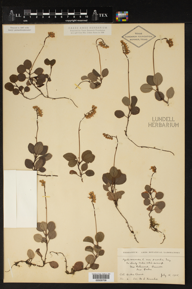 Orthilia secunda subsp. obtusata image