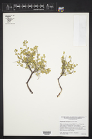 Euphorbia arteagae image