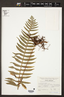 Polypodium rhodopleuron image