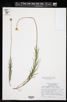 Image of Verbesina abietifolia
