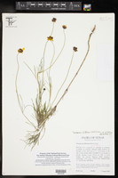 Thelesperma filifolium var. filifolium image