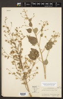Abutilon trisulcatum image