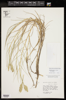 Distichlis spicata subsp. spicata image
