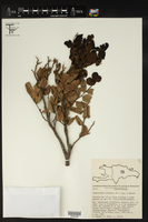 Chaetocarpus globosus image