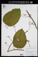 Passiflora phoenicea image