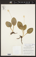 Cranichis sylvatica image