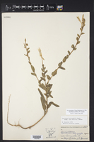 Oenothera cordata image