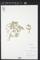 Fumaria parviflora image