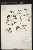 Halophila engelmannii image