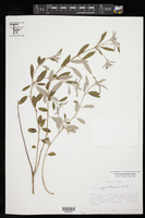 Croton argyranthemus image