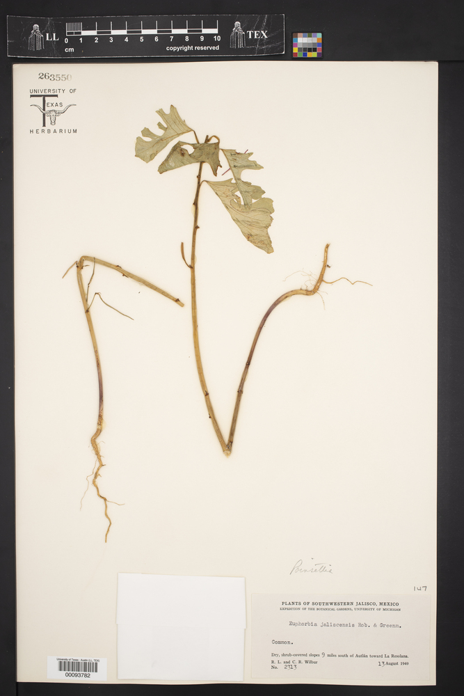 Euphorbia jaliscensis image